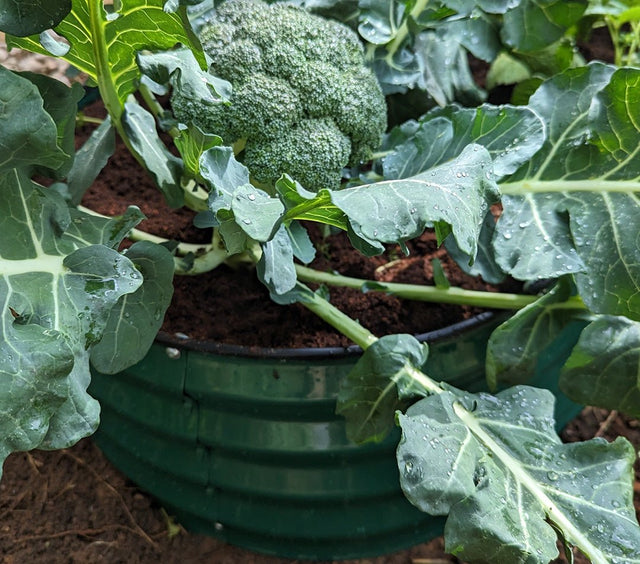 How much light should your garden plants get?