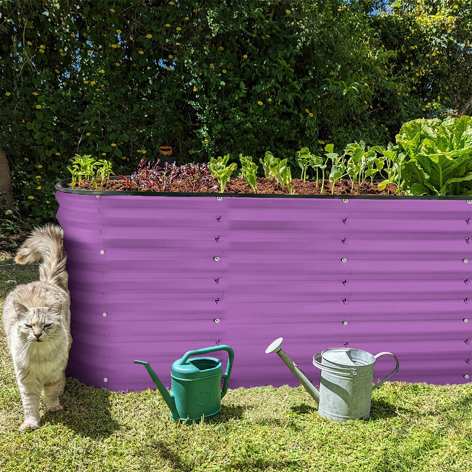 8x2x2 Purple Oval Raised Garden Bed