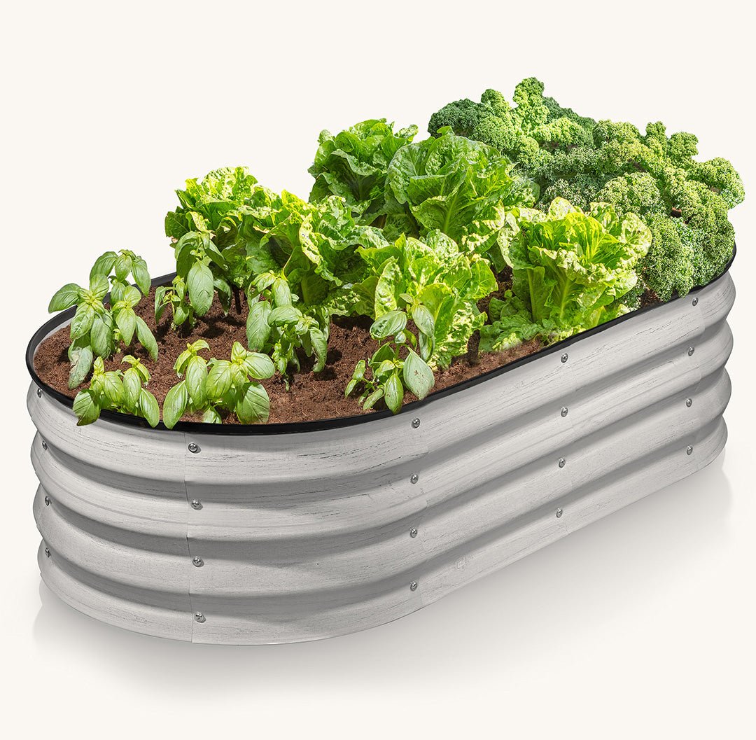 raised bed with plants