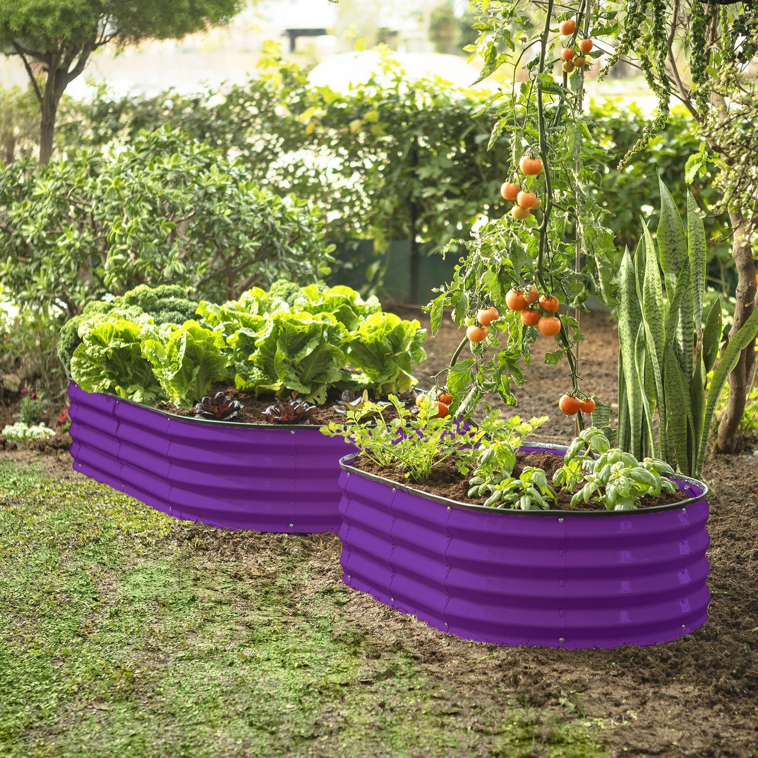 garden box in the garden
