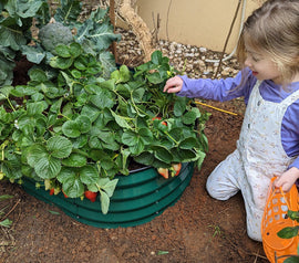 How to Grow Strawberries in a Raised Garden Bed
