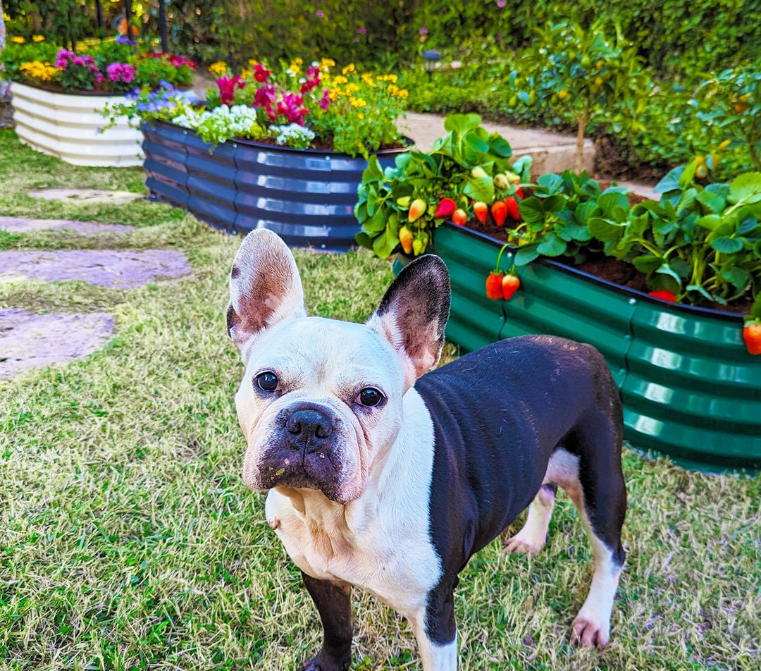What flowers to grow as a beginner – Plant & Plot