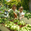 planter boxes outdoor