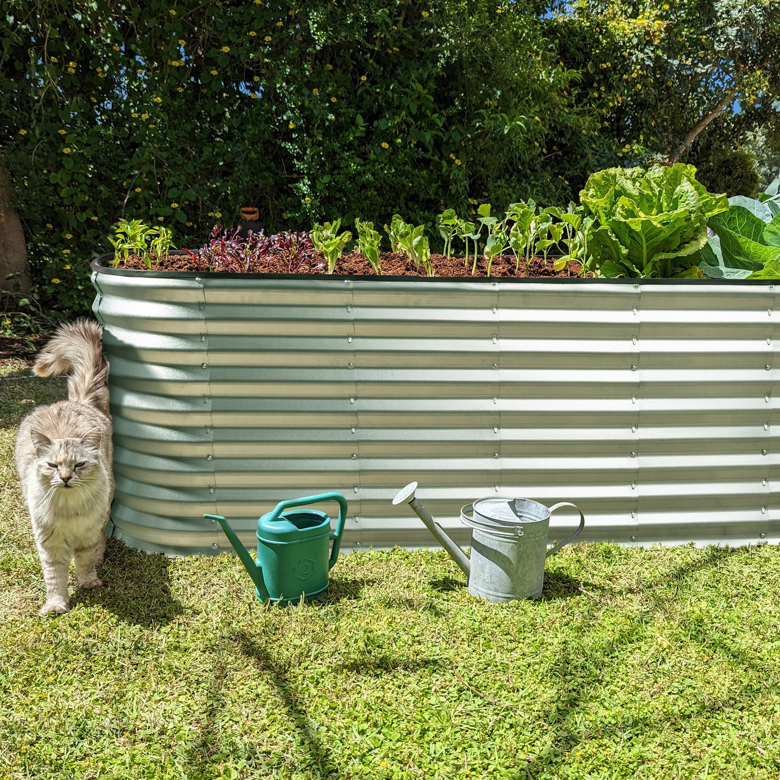 metal garden bed on grass