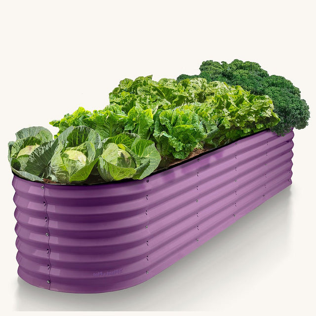 purple raised beds for gardening with plants